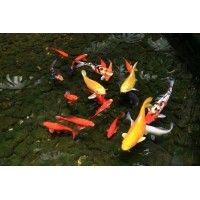 中華配資不正規(guī)虧損，喊單內(nèi)幕真相