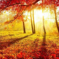 焦點,天廣在線不正規,被騙虧損真相揭露