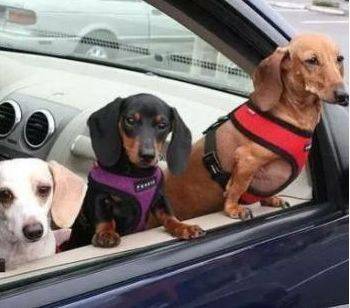 女司機注意了！往后副駕駛放這個，交警查到扣3分罰款200元