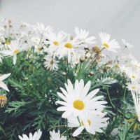 曝光！百鹿貴金屬不正規(guī)！老師指導(dǎo)操作虧損慘重怎么辦？