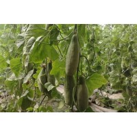 金壇甜瓜苗育苗廠 薄皮甜瓜苗批發(fā)基地