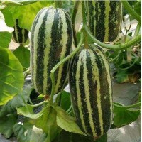 南陽甜瓜薄皮種苗廠 嫁接早熟甜瓜苗批發(fā)