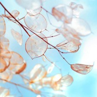 真相揭露atri正規(guī)靠譜嗎？騙局揭秘坑我?guī)资f!難友速來