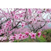 真相揭露華誠金業正規靠譜嗎？騙局揭秘坑我幾十萬!難友速來