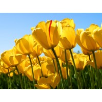 1號期權被騙虧損內幕曝光!原因令人觸目驚心