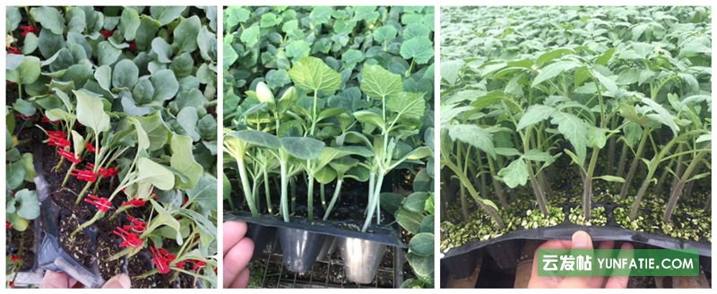 通化圓椒苗批發(fā)基地_甜椒育苗廠