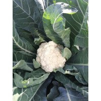 麗水有機菜花苗基地 青梗有機花菜苗批發(fā)廠家