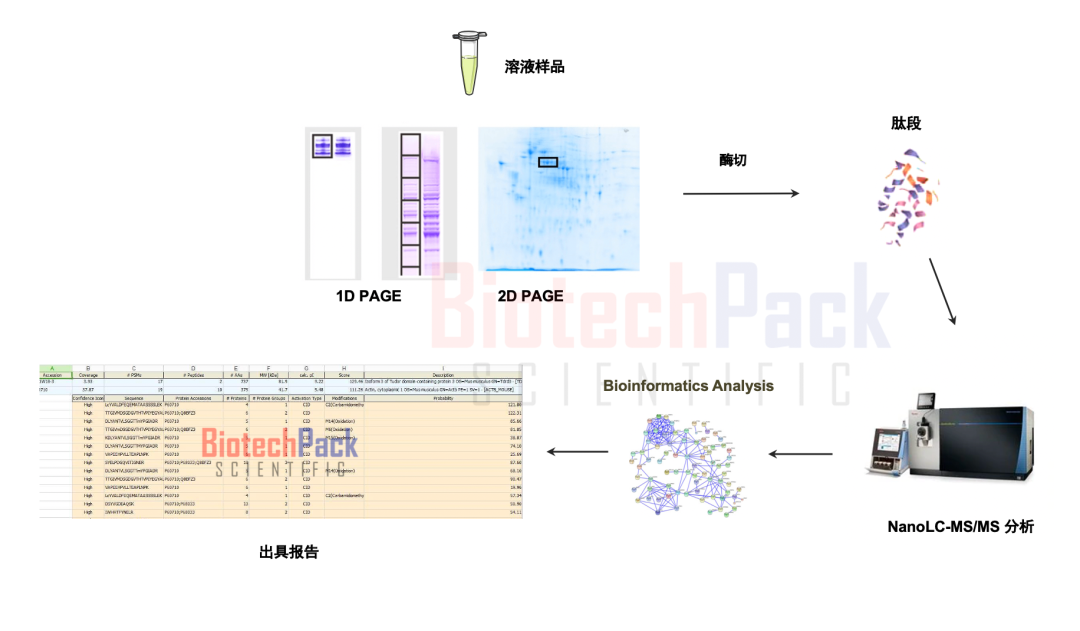 百泰派克基于質譜的蛋白鑒定示例