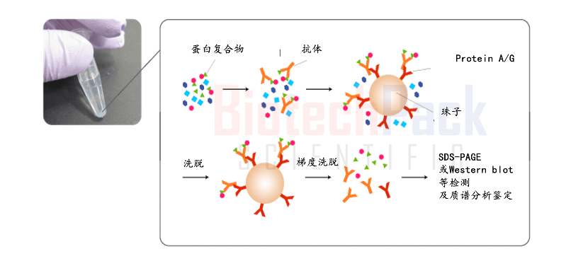 百泰派克蛋白質(zhì)相互作用分析