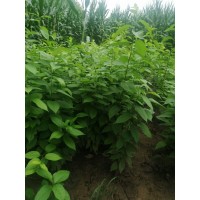 杜仲苗多少錢 最新杜仲小苗報價 哪里有杜仲小苗出售