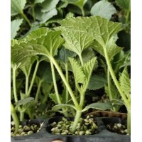 成安甜瓜苗基地 批發(fā)綠寶甜瓜苗羊角蜜廠