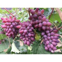 吉林茉莉香葡萄苗_大量批發(fā)價(jià)格出售_基地直銷_成活率高