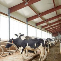 養殖場卷簾布防寒保溫豬場卷簾布防曬遮陽防水雞舍牛場卷簾篷布