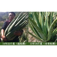 供應庫拉索蘆薈美容院灌膚可食用老蘆薈