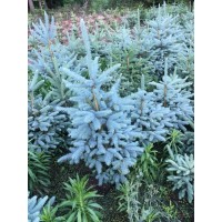 美國(guó)藍(lán)杉樹苗、克羅拉多美國(guó)藍(lán)杉樹苗