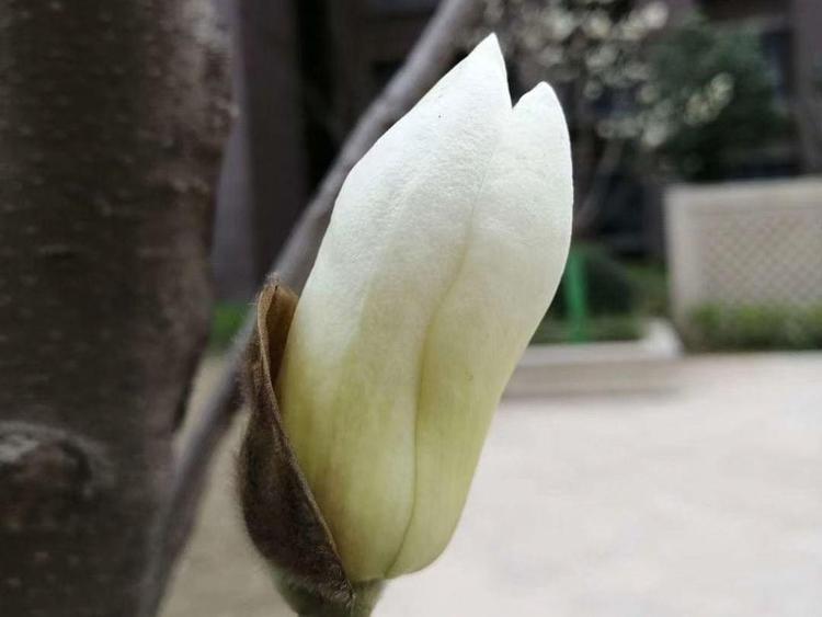 白玉蘭移植成活低的原因