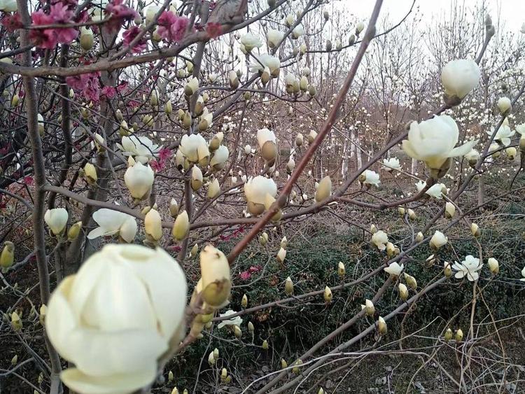 白玉蘭移植成活低的原因