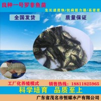 供應(yīng)羅非魚苗