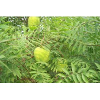 供應(yīng)林昱宏文冠果樹