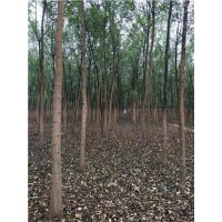 6公分香花槐-8公分香花槐-6公分香花槐價格-6公分香花槐