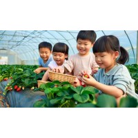 自然課堂,趣味實踐:蘇州三六六青少年草莓采摘研學營招募中!